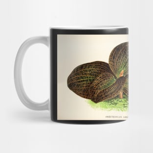 Dossinia marmorata - Botanical illustration Mug